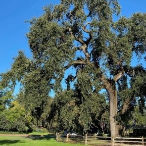Oak tree.